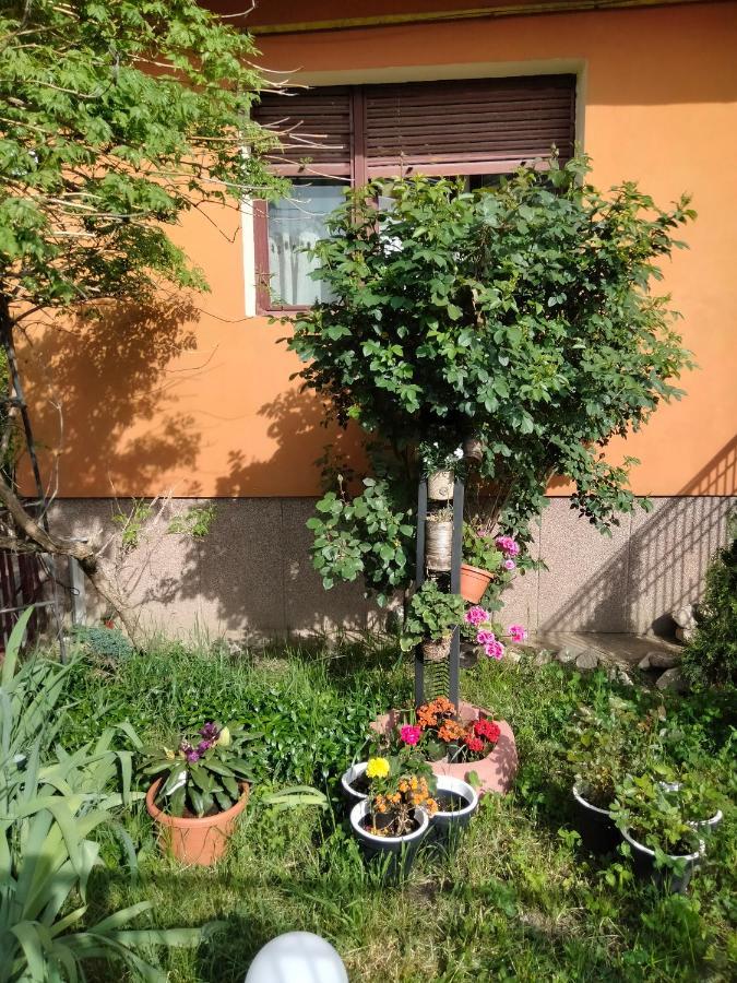 Cu Terasa La Casa Valentin Appartamento *