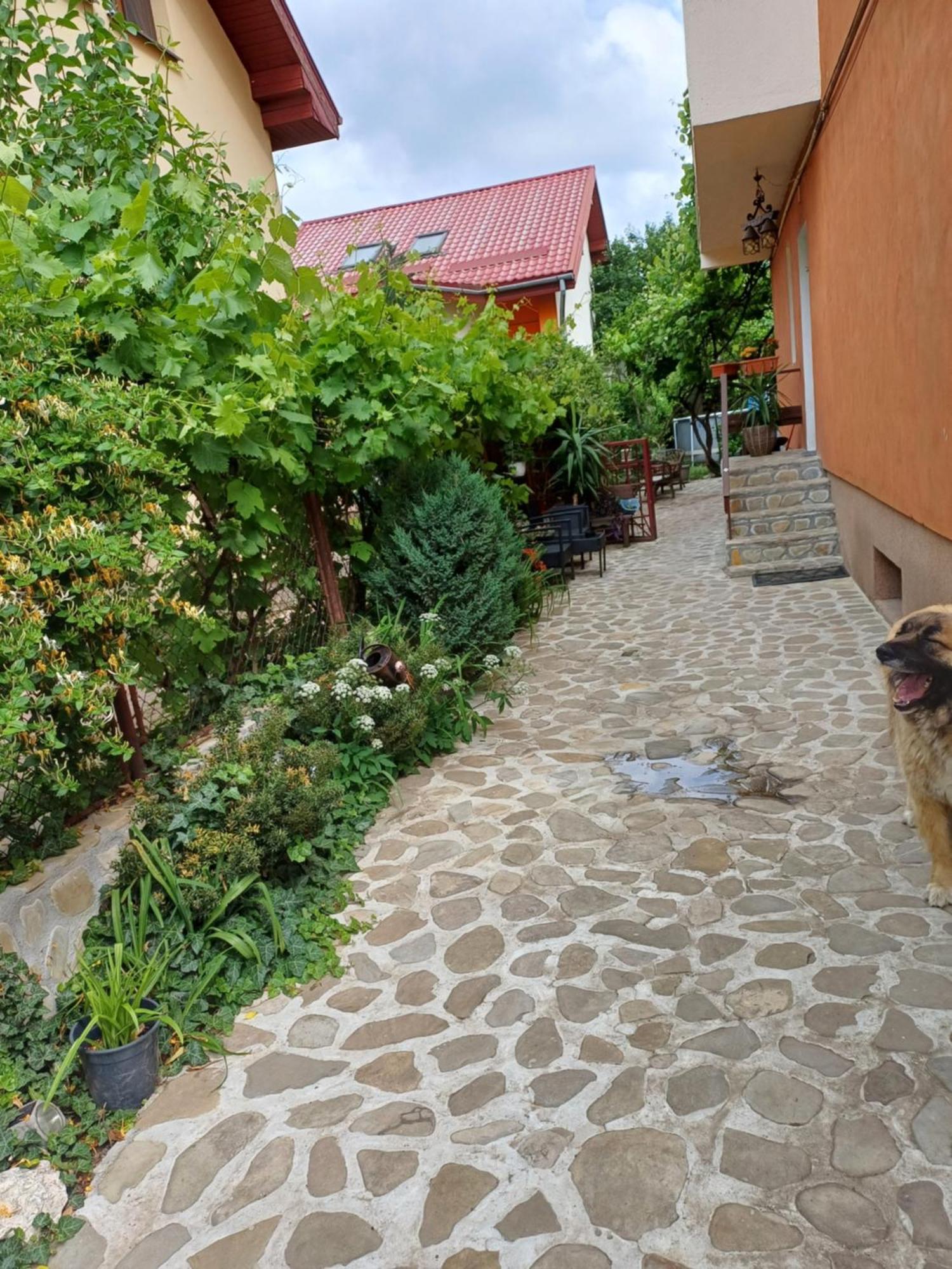 Cu Terasa La Casa Valentin Timisoara